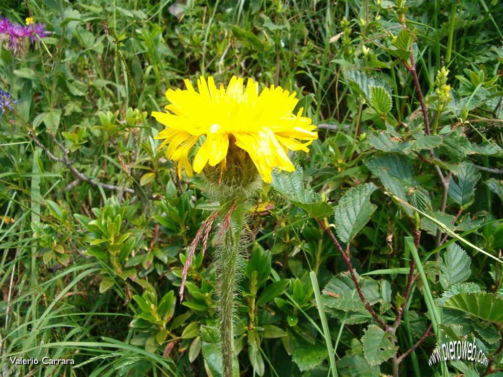 Fiori di tutte le speci nella conca dei Campelli (2).jpg